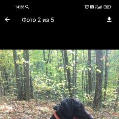 Подробнее об объявлении «Краснодар Пропала собака кобель» Фото: пропала собака Дратхаар «Краснодар Пропала собака кобель» в г. Краснодар