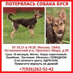 Подробнее об объявлении «Пропала собака Москва» Фото: пропала собака  «Пропала собака Москва» в г. Москва