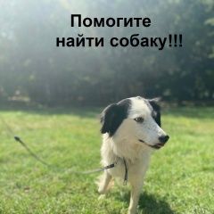 Подробнее об объявлении «Пропала собака кобель собаку виде вчера в перово/южное Симферополь» Фото: пропала собака  «Пропала собака кобель собаку виде вчера в...» в г. Симферополь