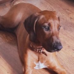 Подробнее об объявлении «Пропала собака кобель дзержинский район Новосибирск» Фото: пропала собака Родезийский риджбек «Пропала собака кобель дзержинский район...» в г. Новосибирск