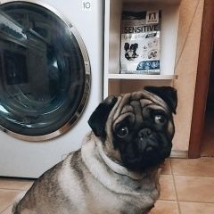 Подробнее об объявлении «Пропала собака кобель помогите найти Дмитров» Фото: пропала собака Мопс «Пропала собака кобель помогите найти Дмитров» в г. Дмитров