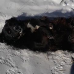 Подробнее об объявлении «Орск Пропала собака» Фото: пропала собака  «Орск Пропала собака» в г. Орск