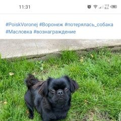 Подробнее об объявлении «Пропала собака кобель пёс, в районе масловка в дачно Воронеж» Фото: пропала собака Пекинес «Пропала собака кобель пёс, в районе масловка в...» в г. Воронеж