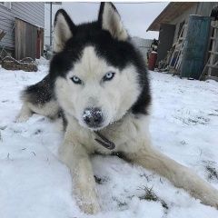 Подробнее об объявлении «Обнинск Пропала собака кобель» Фото: пропала собака Сибирская хаски «Обнинск Пропала собака кобель» в г. Обнинск