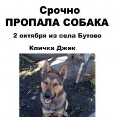 Подробнее об объявлении «Строитель Пропала собака кобель прошу помочь в поиске.» Фото: пропала собака  «Строитель Пропала собака кобель прошу помочь в...» в г. Строитель