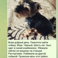 Подробнее об объявлении «Пропала собака кобель Видное» Фото: пропала собака Йоркширский терьер «Пропала собака кобель Видное» в г. Видное