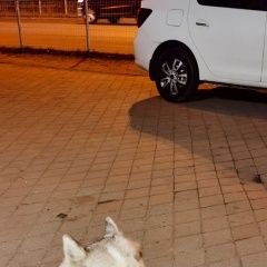 Подробнее об объявлении «Пропала собака кобель Брянск» Фото: пропала собака  «Пропала собака кобель Брянск» в г. Брянск