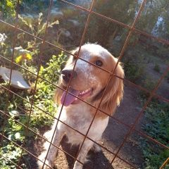 Подробнее об объявлении «Пропала собака кобель Красногвардейское» Фото: пропала собака Русский охотничий спаниель «Пропала собака кобель Красногвардейское» в г. Красногвардейское