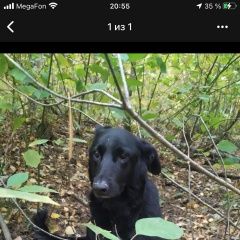 Подробнее об объявлении «Пропала собака Санкт-Петербург» Фото: пропала собака  «Пропала собака Санкт-Петербург» в г. Санкт-Петербург
