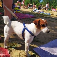 Подробнее об объявлении «Пропала собака кобель джек рассел терьер Санкт-Петербург» Фото: пропала собака Джек рассел терьер «Пропала собака кобель джек рассел терьер...» в г. Санкт-Петербург