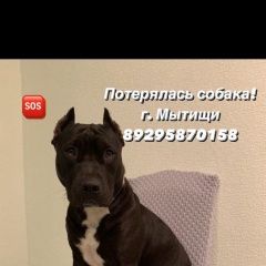 Подробнее об объявлении «Мытищи Пропала собака» Фото: пропала собака  «Мытищи Пропала собака» в г. Мытищи