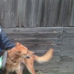 Подробнее об объявлении «Люберцы Пропала собака рыжая девочка» Фото: пропала собака  «Люберцы Пропала собака рыжая девочка» в г. Люберцы