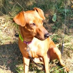 Подробнее об объявлении «Пропала собака цвергпинчер Санкт-Петербург» Фото: пропала собака  «Пропала собака цвергпинчер Санкт-Петербург» в г. Санкт-Петербург