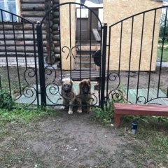 Подробнее об объявлении «Пропала собака и щенки кавказкой овчарки. Ярославль» Фото: пропала собака  «Пропала собака и щенки кавказкой овчарки....» в г. Ярославль
