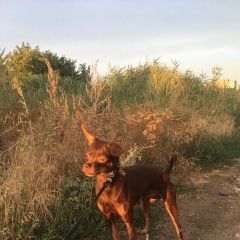 Подробнее об объявлении «Пропала собака кобель помогите найти друга Калач-на-Дону» Фото: пропала собака Русский той-терьер «Пропала собака кобель помогите найти друга...» в г. Калач-на-Дону