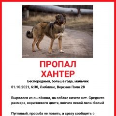 Подробнее об объявлении «Пропала собака кобель Москва» Фото: пропала собака  «Пропала собака кобель Москва» в г. Москва