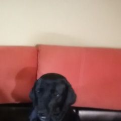 Подробнее об объявлении «Люберцы Пропала собака лабрадор холли» Фото: пропала собака Лабрадор ретривер «Люберцы Пропала собака лабрадор холли» в г. Люберцы