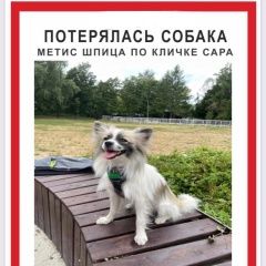 Подробнее об объявлении «Пропала собака метис шпица Москва» Фото: пропала собака Немецкий шпиц «Пропала собака метис шпица Москва» в г. Москва