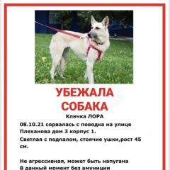 Подробнее об объявлении «Пропала собака Москва» Фото: пропала собака  «Пропала собака Москва» в г. Москва