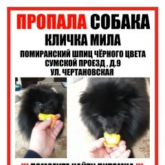 Подробнее об объявлении «Пропала собака Москва» Фото: пропала собака Померанский шпиц «Пропала собака Москва» в г. Москва