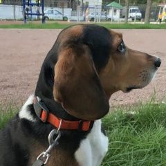 Подробнее об объявлении «Пропала собака кобель в районе теплый стан юзао Москва» Фото: пропала собака  «Пропала собака кобель в районе теплый стан юзао...» в г. Москва