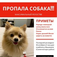 Подробнее об объявлении «Пропала собака кобель ий район, деревня мышецкое Солнечногорск» Фото: пропала собака Немецкий шпиц «Пропала собака кобель ий район, деревня...» в г. Солнечногорск