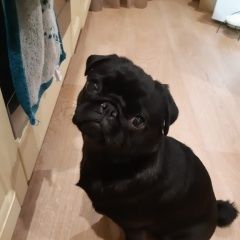 Подробнее об объявлении «Люберцы Пропала собака мопс рони черная, девочка» Фото: пропала собака Мопс «Люберцы Пропала собака мопс рони черная, девочка» в г. Люберцы