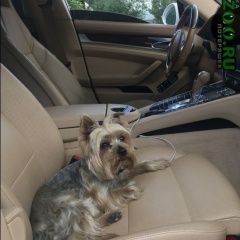 Подробнее об объявлении «Анапа Пропала собака» Фото: пропала собака Йоркширский терьер «Анапа Пропала собака» в г. Анапа