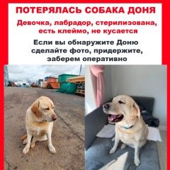Подробнее об объявлении «Пропала собака Зеленоград» Фото: пропала собака Лабрадор ретривер «Пропала собака Зеленоград» в г. Зеленоград