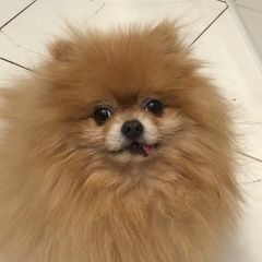 Подробнее об объявлении «Чита Пропала собака кобель шпиц» Фото: пропала собака Померанский шпиц «Чита Пропала собака кобель шпиц» в г. Чита