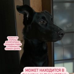 Подробнее об объявлении «Пропала собака кобель откликается на барни Тверь» Фото: пропала собака  «Пропала собака кобель откликается на барни Тверь» в г. Тверь