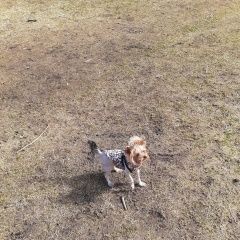 Подробнее об объявлении «Пропала собака зовут моня. на улице грибакиных. Санкт-Петербург» Фото: пропала собака Той-терьер «Пропала собака зовут моня. на улице грибакиных....» в г. Санкт-Петербург