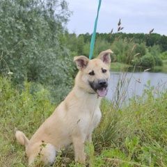 Подробнее об объявлении «Пропала собака потерялась собака со сломанной лапой Москва» Фото: пропала собака  «Пропала собака потерялась собака со сломанной...» в г. Москва