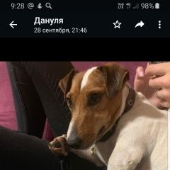 Подробнее об объявлении «Пропала собака кобель джек рассел терьер Пушкино» Фото: пропала собака Джек рассел терьер «Пропала собака кобель джек рассел терьер Пушкино» в г. Пушкино