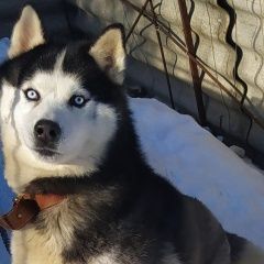 Подробнее об объявлении «Подольск Пропала собака кобель хаски.» Фото: пропала собака Сибирская хаски «Подольск Пропала собака кобель хаски.» в г. Подольск