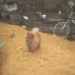 Подробнее об объявлении «Орел Пропала собака кобель ш» Фото: пропала собака Померанский шпиц «Орел Пропала собака кобель ш» в г. Орел