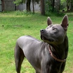 картинка пропала собака