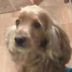 Подробнее об объявлении «Пропала собака кобель Санкт-Петербург» Фото: пропала собака  «Пропала собака кобель Санкт-Петербург» в г. Санкт-Петербург