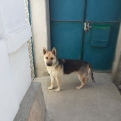 Подробнее об объявлении «Пропала собака кобель немецкая овчарка Симферополь» Фото: пропала собака Немецкая овчарка «Пропала собака кобель немецкая овчарка Симферополь» в г. Симферополь