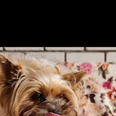 Подробнее об объявлении «Липецк Пропала собака помогите найти» Фото: пропала собака Йоркширский терьер «Липецк Пропала собака помогите найти» в г. Липецк