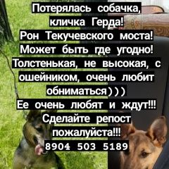 Подробнее об объявлении «Ростов-на-Дону Пропала собака герда» Фото: пропала собака  «Ростов-на-Дону Пропала собака герда» в г. Ростов-на-Дону