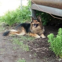 Подробнее об объявлении «Пропала собака кобель Санкт-Петербург» Фото: пропала собака Немецкая овчарка «Пропала собака кобель Санкт-Петербург» в г. Санкт-Петербург