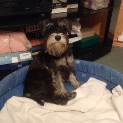 Подробнее об объявлении «Омск Пропала собака помогите найти собоку» Фото: пропала собака Цвергшнауцер «Омск Пропала собака помогите найти собоку» в г. Омск