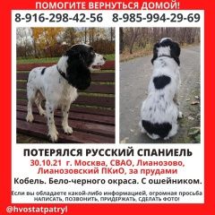 Подробнее об объявлении «Пропала собака кобель Москва» Фото: пропала собака Русский охотничий спаниель «Пропала собака кобель Москва» в г. Москва
