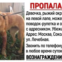 Подробнее об объявлении «Пропала собака. Москва» Фото: пропала собака  «Пропала собака. Москва» в г. Москва