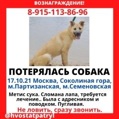 Подробнее об объявлении «Пропала собака Москва» Фото: пропала собака  «Пропала собака Москва» в г. Москва