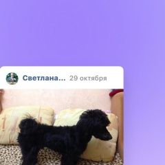 Подробнее об объявлении «Пропала собака кобель метис малого чёрного пуделя. Москва» Фото: пропала собака Пудель «Пропала собака кобель метис малого чёрного...» в г. Москва