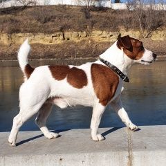 Подробнее об объявлении «Орел Пропала собака кобель помогите найти» Фото: пропала собака Джек рассел терьер «Орел Пропала собака кобель помогите найти» в г. Орел