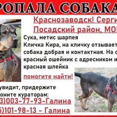 Картинка пропала собака В городе Краснозаводск пропала собачёнка. Краснозаводск