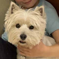 Подробнее об объявлении «Жуковский Пропала собака помогите найти собаку» Фото: пропала собака Вест хайленд уайт терьер «Жуковский Пропала собака помогите найти собаку» в г. Жуковский